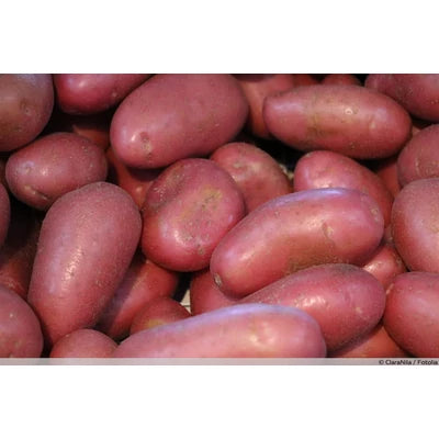 BIO Kifli burgonya